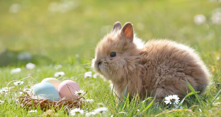 Pasqua Coniglietto Di Pasqua Uovo