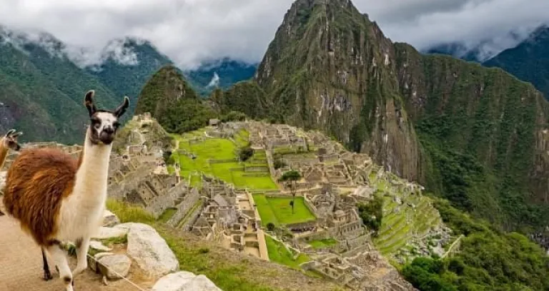 peru machu picchu lama