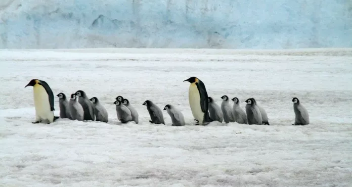 Pinguini Imperatore Antartide Natura