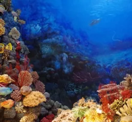 Barriere coralline: dove si trovano, come si formano e classifica delle più belle