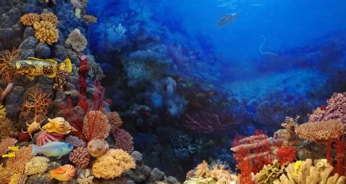 Porto Pesce Coral
