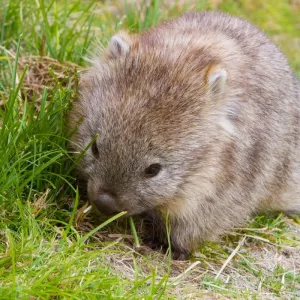 Lucy the Wombat