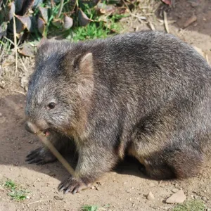 Lucy the Wombat