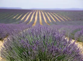 Cosa vedere in Provenza: città, attrazioni e itinerari