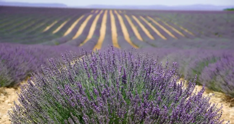 Provenza Valensole Lavanda Profumo