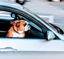 Gli animali possono volare? Ecco le regole per il trasporto di cani e gatti in aereo