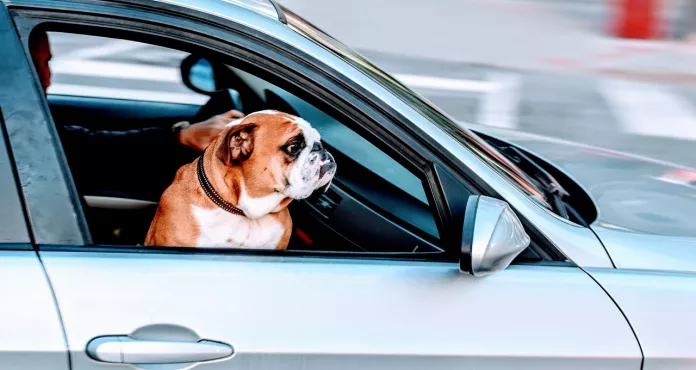 Pug Dog Pet Animal Car Vehicle