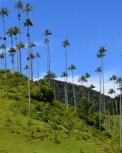 La Valle del Cocora