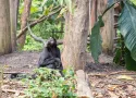 Safari in Congo