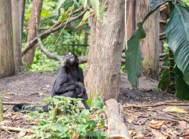 Safari in Congo: prezzi, quando andare e dove