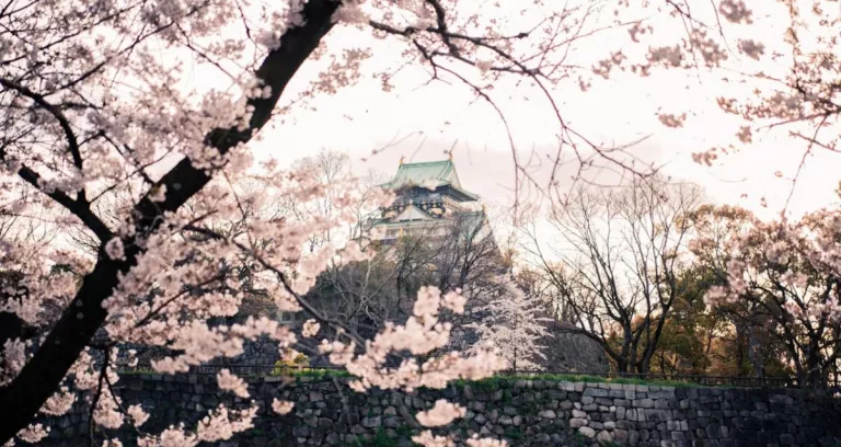 Sakura Trees Near The Osaka Castle