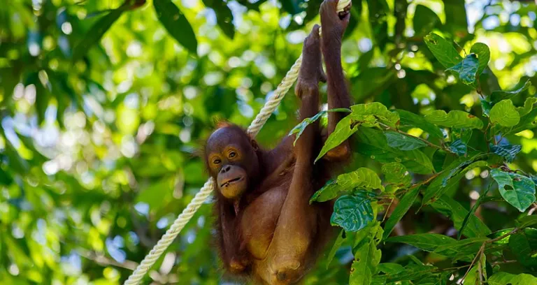 Sandakan Sabah Sepilok Orangutan Rehabilitation Centre 15a