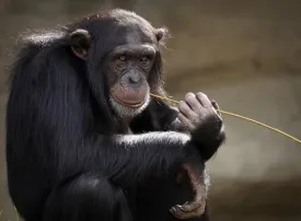 Safari in Ghana: prezzi, quando andare e dove