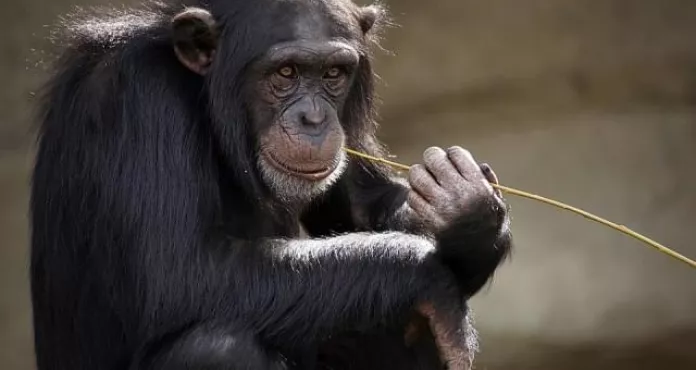 Scimpanz C3 A9 Scimmia Ape Mammifero