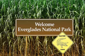 Everglades National Park, Florida: come arrivare, prezzi e consigli