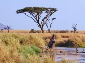 Parco Nazionale del Serengeti, Tanzania: dove si trova, quando andare e cosa vedere