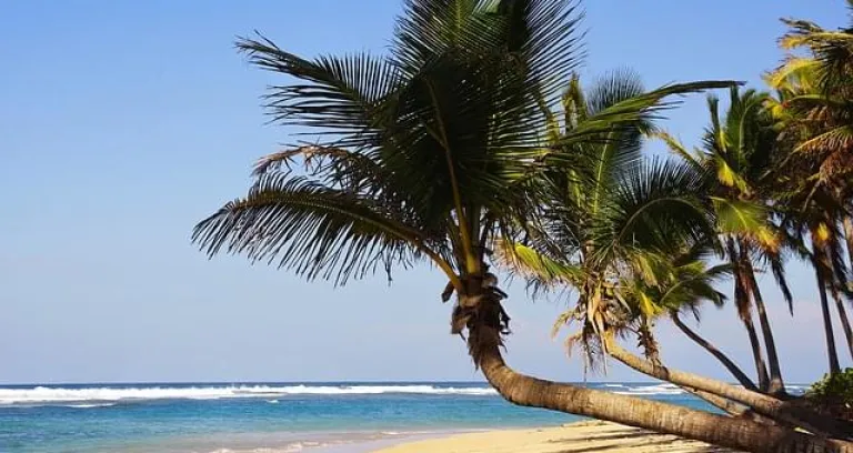 spiaggia santo domingo con palme