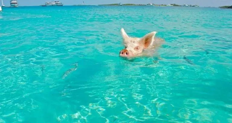 staniel cay maiale di nuoto exumas