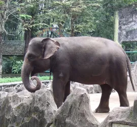 I Luoghi delle Specie in via di Estinzione nel mondo