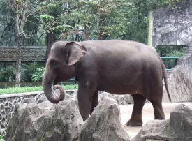 I Luoghi delle Specie in via di Estinzione nel mondo