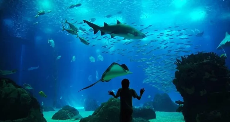 Tank In Oceanario De Lisboa