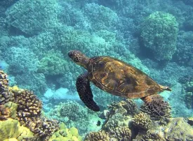Dove andare al mare in Tanzania: le 10 spiagge più belle