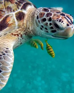 Watamu Marine National Park
