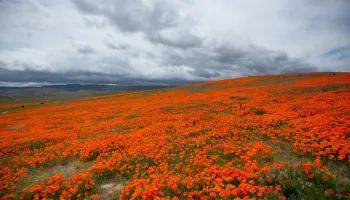 Antelope Valley California Poppy Reserve