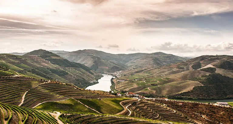 The Douro Valley Vineyards