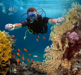 Barriere coralline: dove si trovano, come si formano e classifica delle più belle