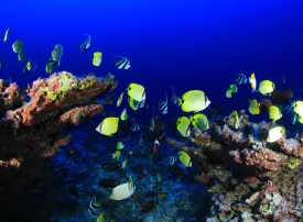 Quando andare a Sharm el Sheikh: dove si trova, clima e periodo migliore