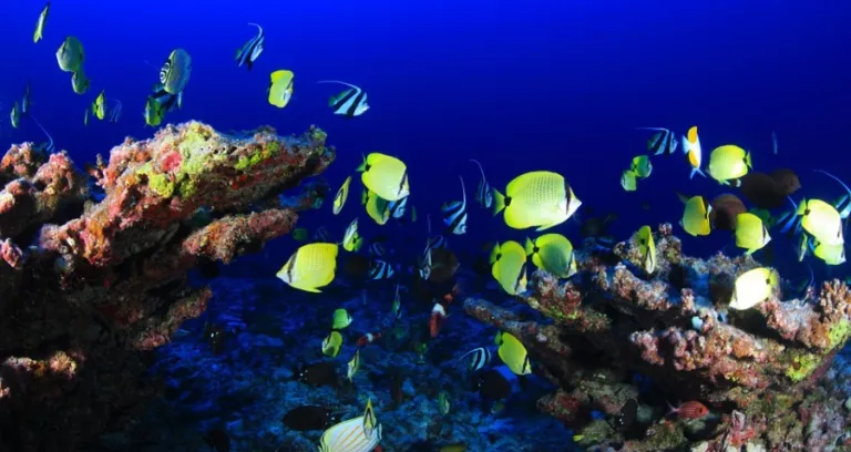 Tropicale Di Pesce Subacquea Marino