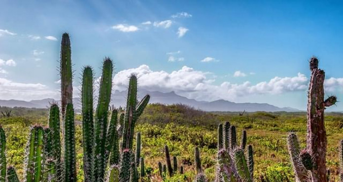 venezuela panorama scenico cactus 1