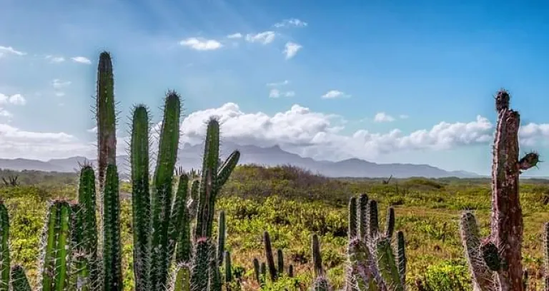 venezuela panorama scenico cactus 1