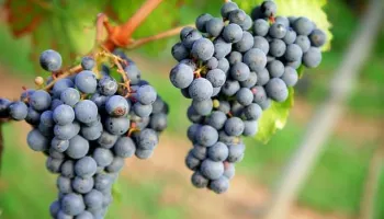 Strada dei vini di Stoccarda
