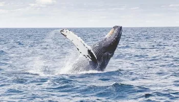 Faxafloi Whale Watching: avvistamento delle balene in barca