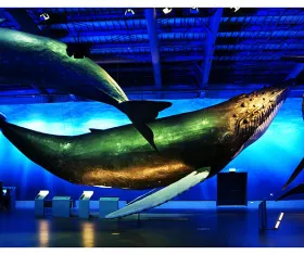 Museo delle Balene (Whales of Iceland)