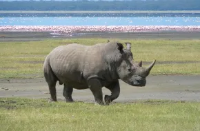 Lago Nakuru National Park, Kenya: dove si trova, quando andare e cosa vedere