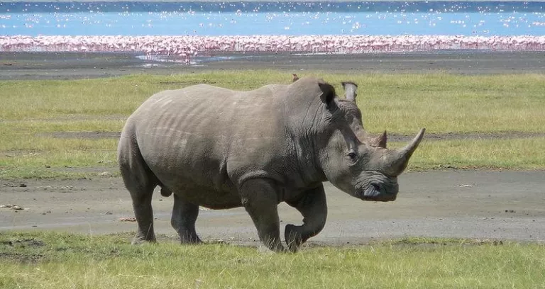 White Rhino In Lake Nakuru 3