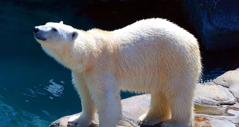 zoo di berlino