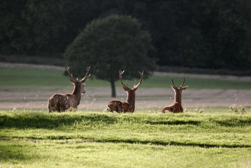 06 richmond park