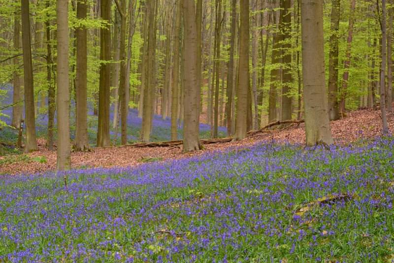 Foresta di Hallerbos, Belgio