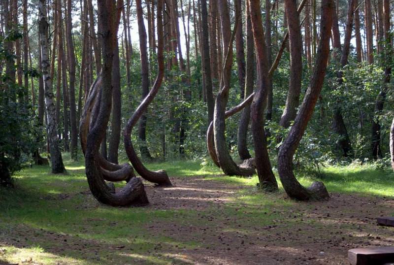 Foresta storta di Gryfino, Polonia
