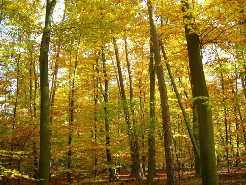 Foresta di faggi, Germania