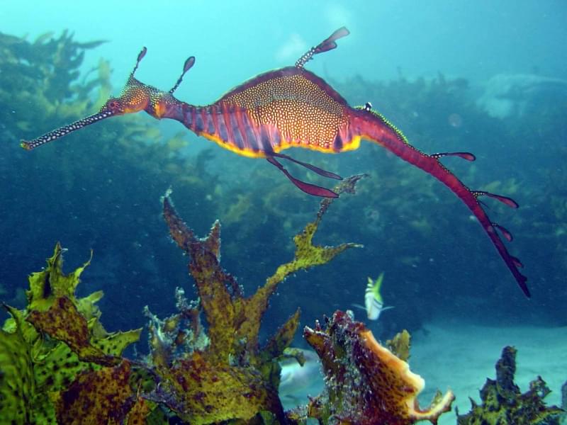 Jervis Bay, Australia