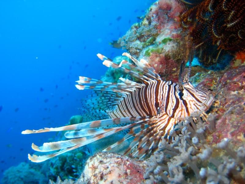 Manus, Papua Nuova Guinea