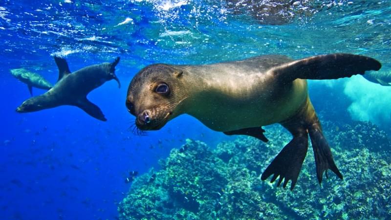 Plaza Sur, Galapagos