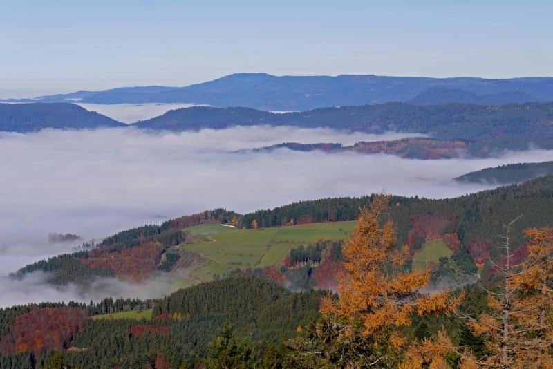 Foresta Nera, Germania