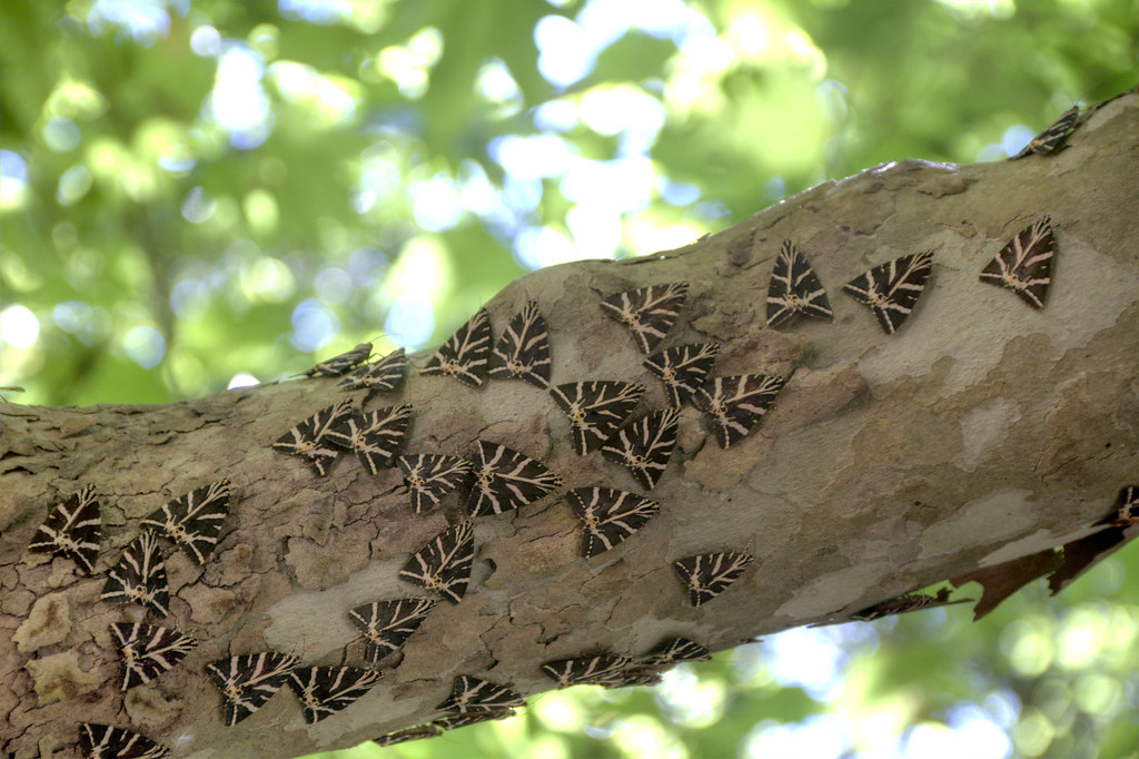 2012 08 21 valley of the butterflies in rhodes 5