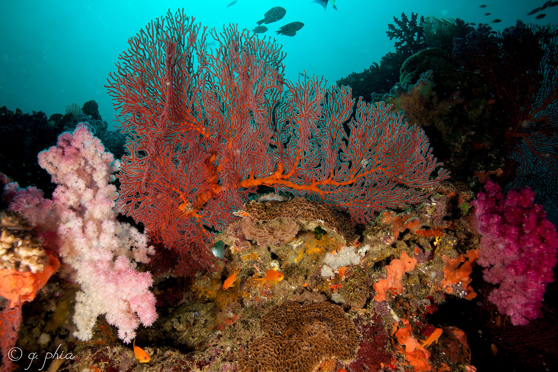 2018fiji 16april coralcorner pinkcoralsandafan 41148239904